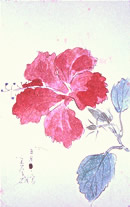 前田美千雄 絵手紙(ハイビスカス)