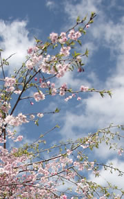 柿衞文庫庭の桜